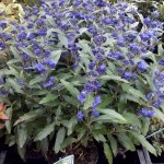 1233994_552453551476274_389685838_n