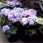 1238783_552456578142638_896859018_n