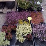 1374931_552449341476695_1397554899_n